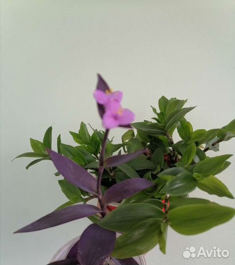 Растения для офиса