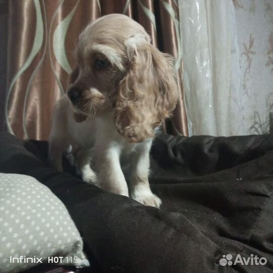 Кокер спаниель американский