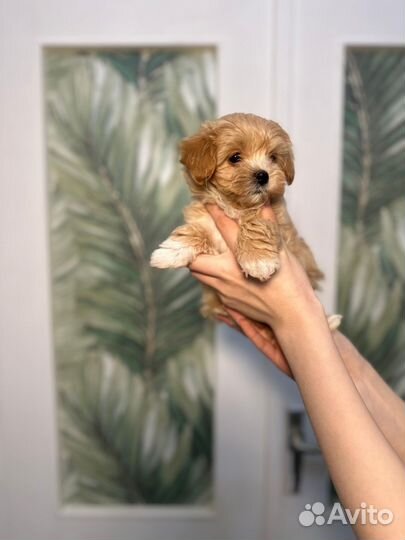 Мальтипу мини девочка корея+китай