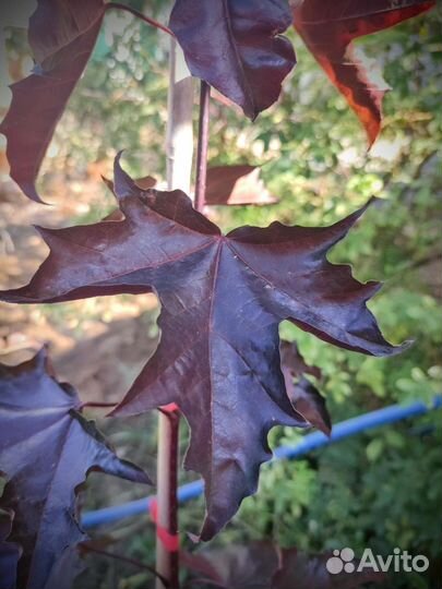 Клен Роял Ред и Кримсон Кинг