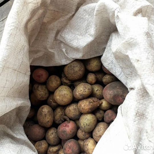 Картошка для животных