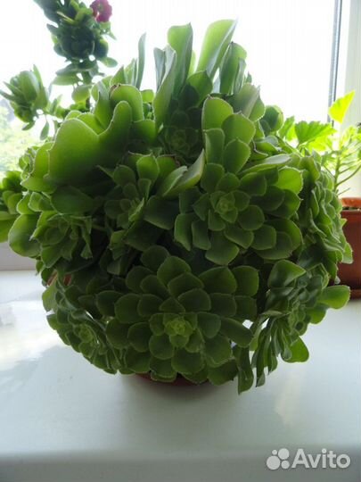 Цветы домашние в горшках