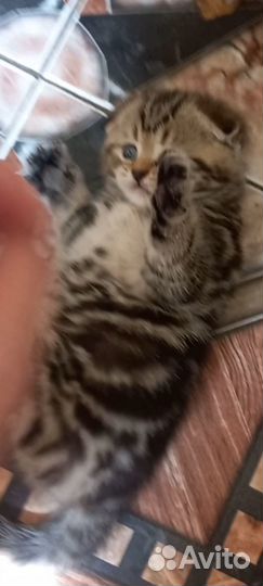 Котята британец шотландцы вислоухий шоколад
