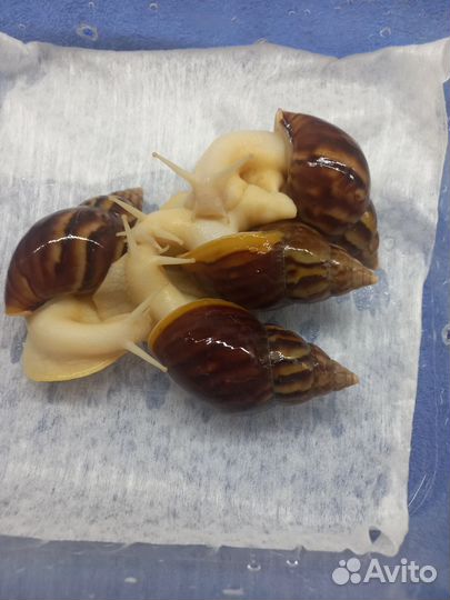 Улитки Ахатины