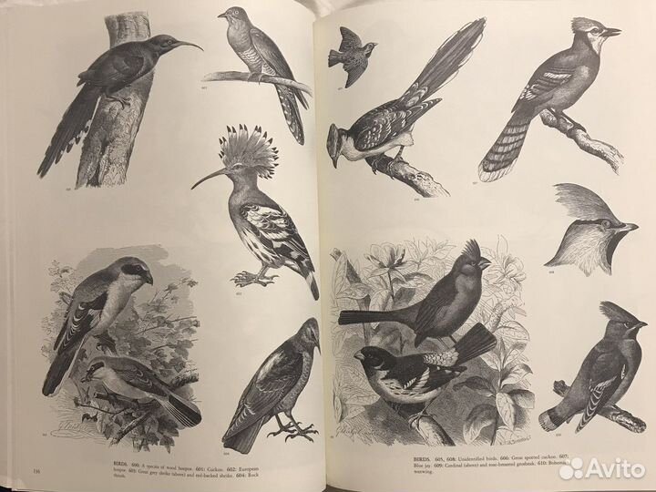 Джим Хартер. Animals 1419 иллюстраций