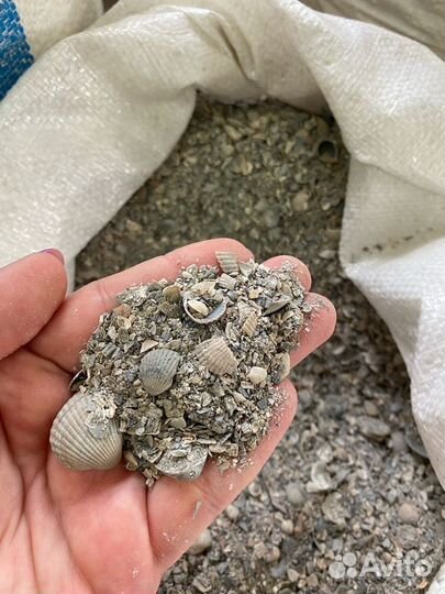 Ракушка морская