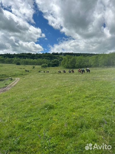Кисловодск Топ-Экскурсия Конная прогулка в мини-гр