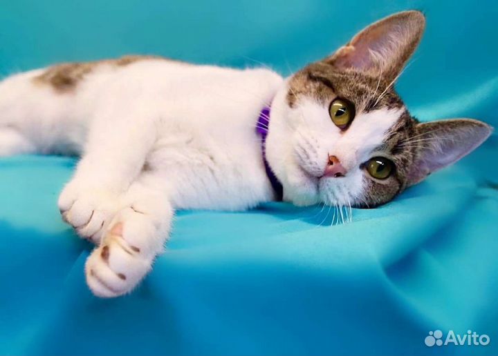 Кошка Синтия