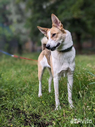 Собака в добрые руки отдам бесплатно