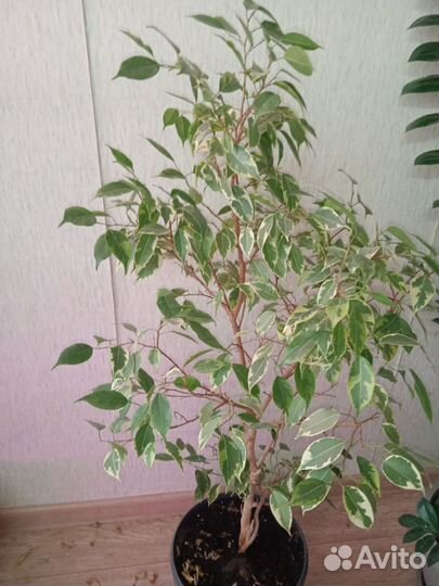 Фикус бенджамина пестролистный