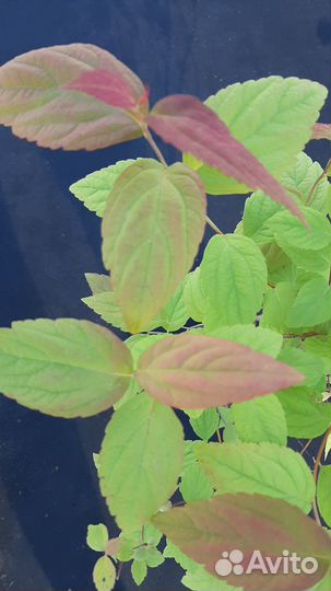 Спирея японская Macrophylla