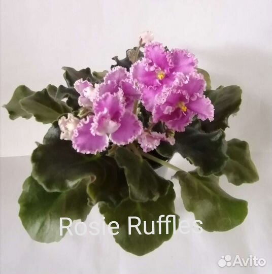 Детки фиалок