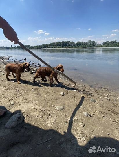 Кокер спаниель