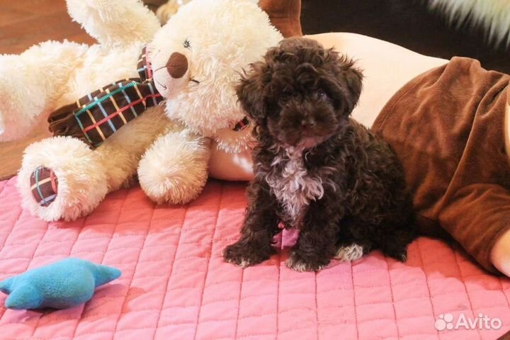 Микро мальтипуу