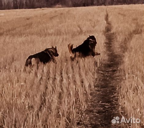 Немецкая овчарка