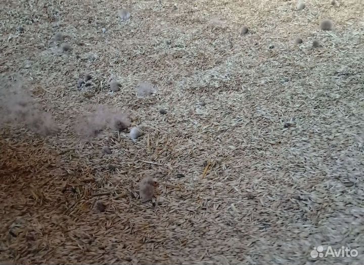 Кормовая пшеница, Фуражный овёс на корм