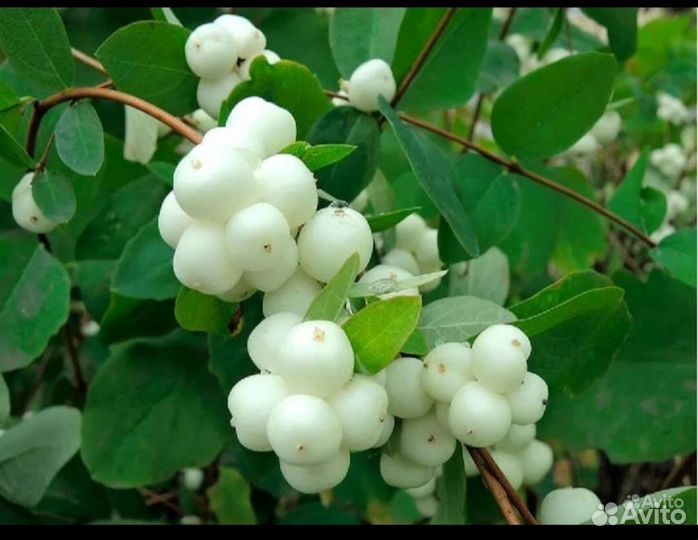 Снежноягодник, Девичий виноград