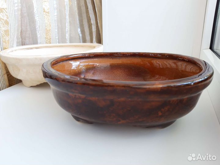 Кактусницы