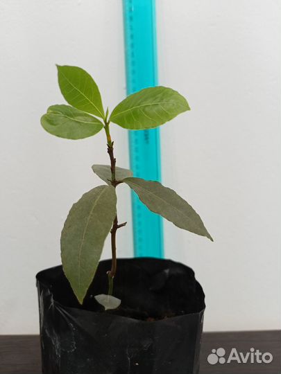 Лавровый лист, лаврушка