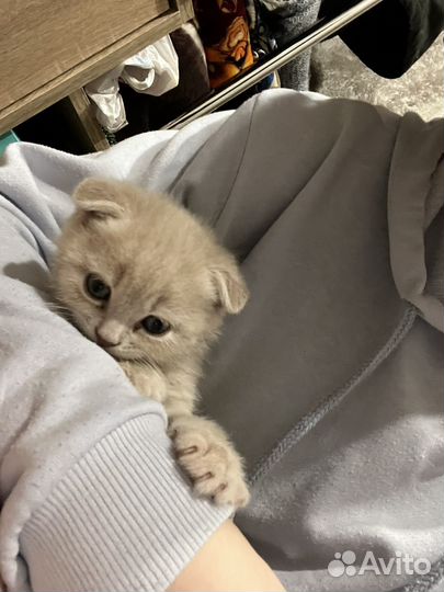 Шотландские котята