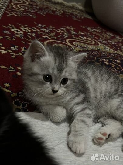 Шотландские котята