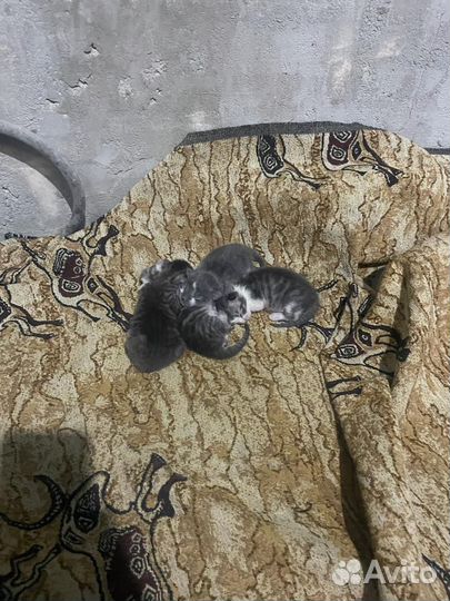 Котята вислоухие