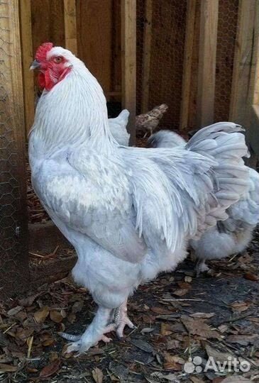 Инкубационное яйцо элитных кур