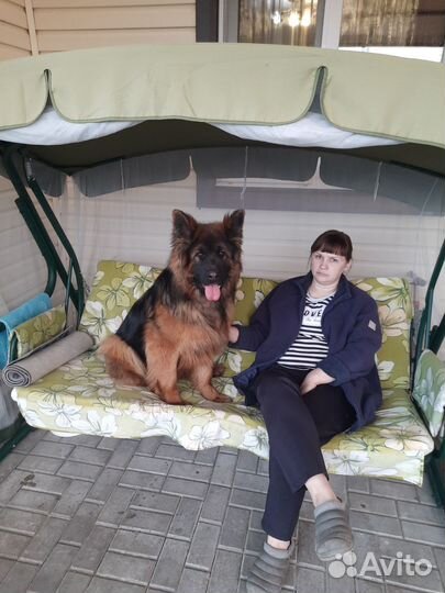 Немецкая овчарка