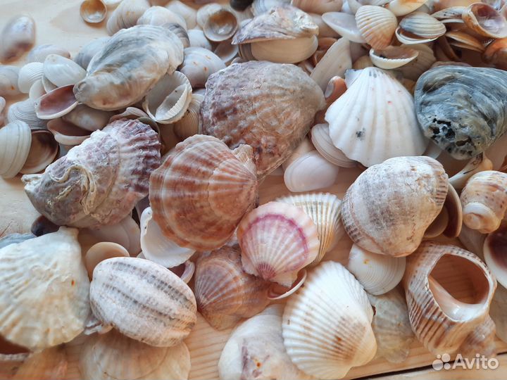 Морские ракушки. Набор для творчества. Вес 300гр