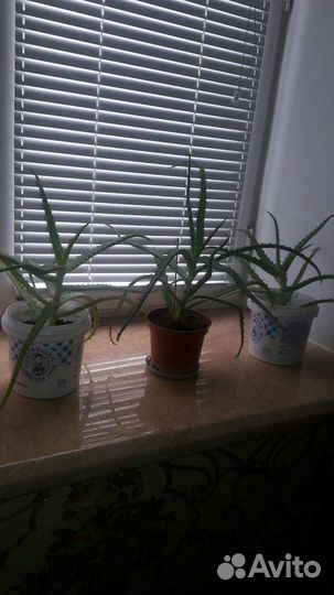 Алоэ лечебный