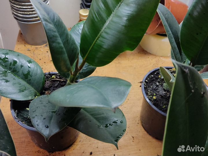 Фикус каучуконосный эластика