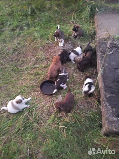 Щенки породистые
