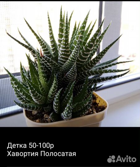 Суккуленты