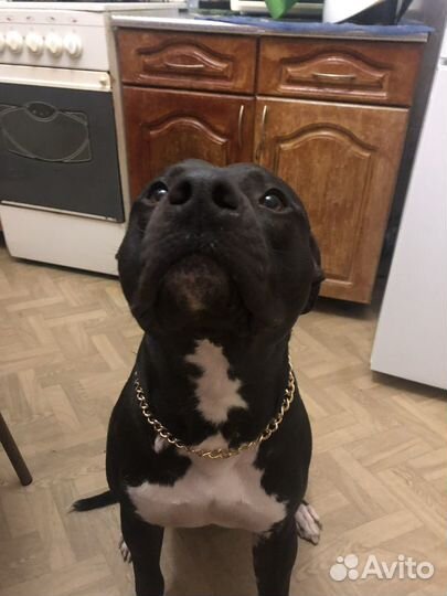 Отдам в добрые руки