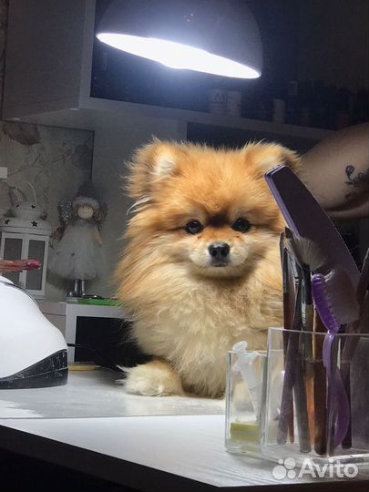 Вязка,немецкий шпиц