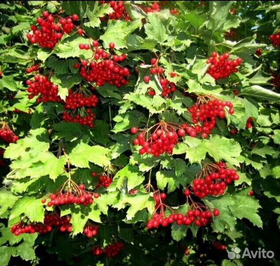 Саженцы декоративных растений