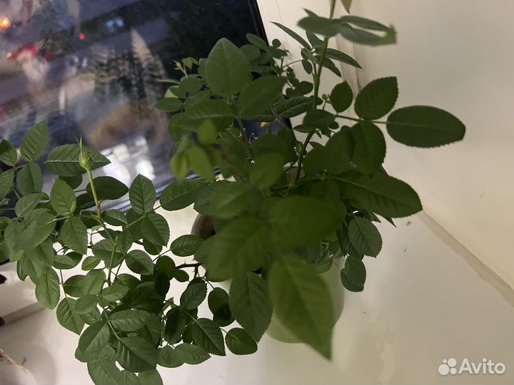 Роза комнатная домашняя