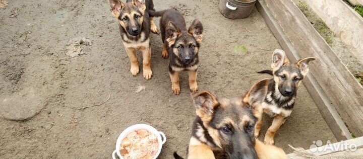 Собаки щенки немецкая овчарка