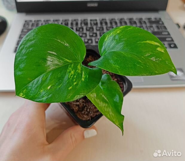 Сциндапсус Ауреум