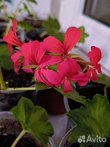 Пеларгония герань плющ