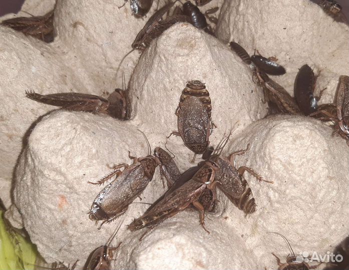 Мраморные тараканы