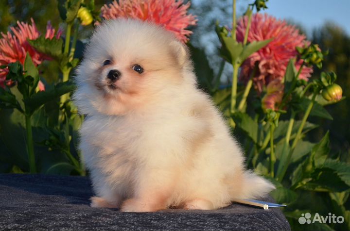 Шпиц девочка