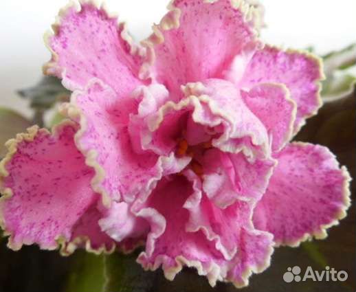 Фиалки (укор. листочки)