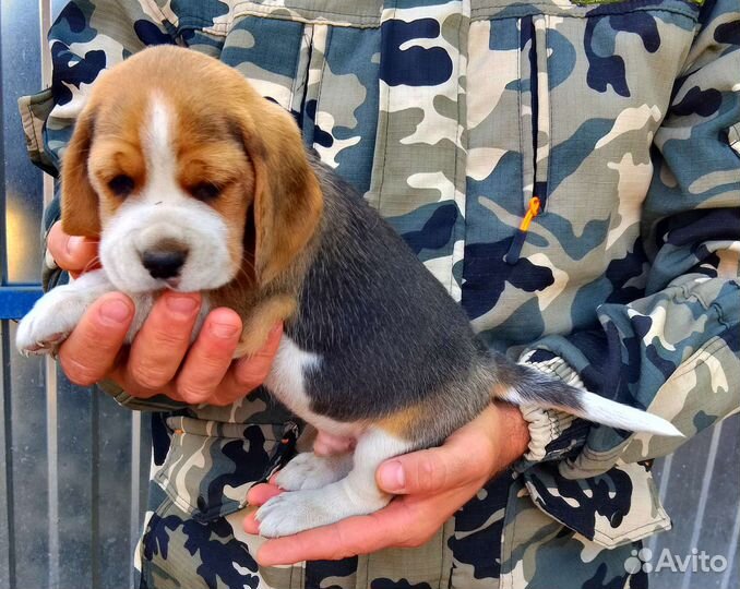 Бигли щенки