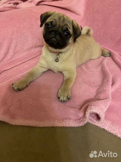 Щенки мопса