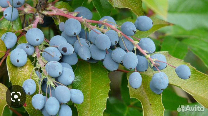 Магония падуболистная (Орегонский виноград )