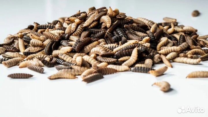 Кормовые насекомые в розницу и опт