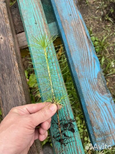 Сосна с окс сеянцы саженцы лесовосстановления