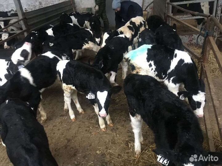 Телята бычки