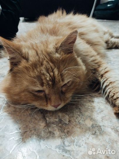 Найден кот